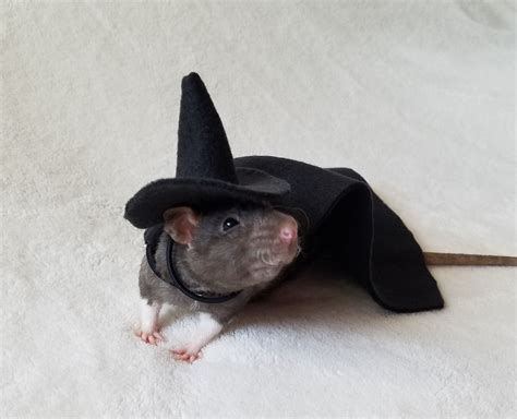 Flipwitch rat costume